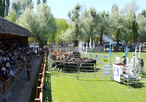 Exposicion Rural de Palermo 2011 Exposicion Rural de Palermo 2011