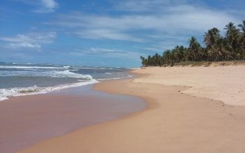 Lee más sobre el artículo Praia do Forte, las playas en Brasil