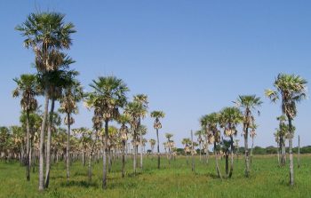 Lee más sobre el artículo Turismo en Chaco