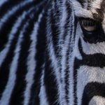 Zoológico de la ciudad de Córdoba