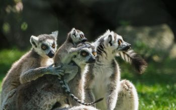 Lee más sobre el artículo El Bronx Zoo