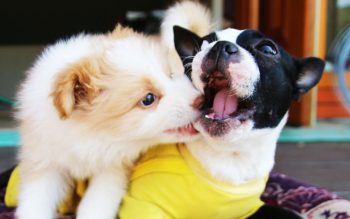 Lee más sobre el artículo ¿Qué es un hotel para mascotas? – ¿Cómo funcionan los hoteles para mascotas?