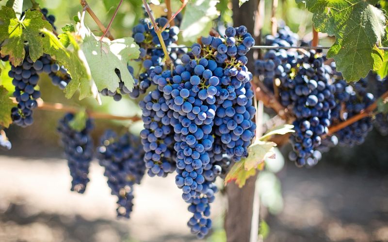 Lee más sobre el artículo El Valle Barossa en Australia