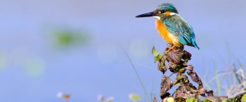 Birdwatching