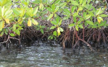 Lee más sobre el artículo Santuario Nacional Manglares de Tumbes en Perú – Los manglares de Tumbes