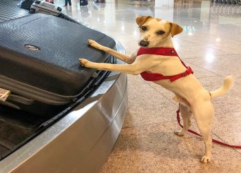 Lee más sobre el artículo ¿Cómo viajar en avión con una mascota?