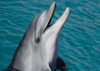 Lee más sobre el artículo Nado con delfines en Cozumel