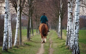 Lee más sobre el artículo Turismo con caballos en España – El cuidado de los caballos