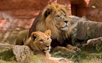 Lee más sobre el artículo Safari en África: Tanzania o Kenia