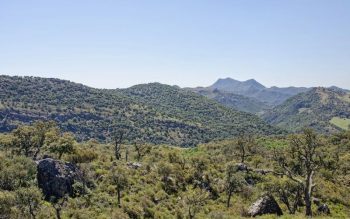 Lee más sobre el artículo El Parque Natural de los Alcornocales en Andalucía