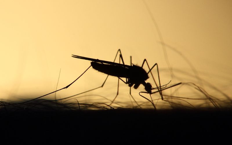 Lee más sobre el artículo Picaduras de insectos: Identificación, síntomas y tratamiento con URGO Filmogel