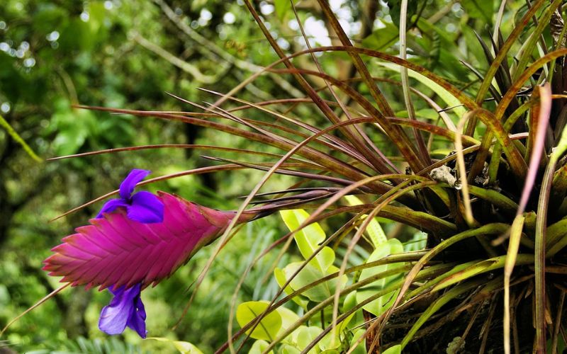Lee más sobre el artículo Guía de viaje por la Amazonia Ecuatoriana
