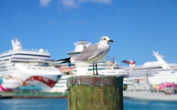 Lee más sobre el artículo Qué ver en Nassau, la divertida capital de Bahamas
