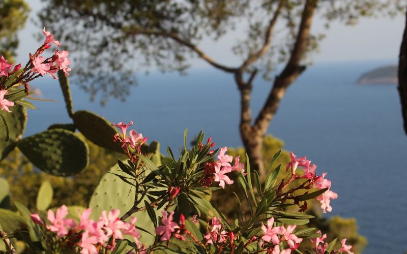 Lee más sobre el artículo Santa Eulalia en Ibiza: Playas, cultura y gastronomía en un solo lugar