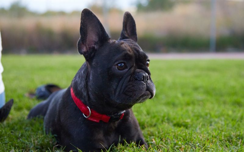 Lee más sobre el artículo Viajar con tu bulldog francés: Consejos para unas vacaciones sin estrés