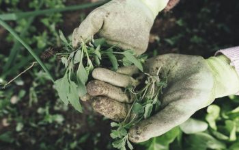 Lee más sobre el artículo Turismo rural y agricultura ecológica – Conexión con la naturaleza en el próximo viaje