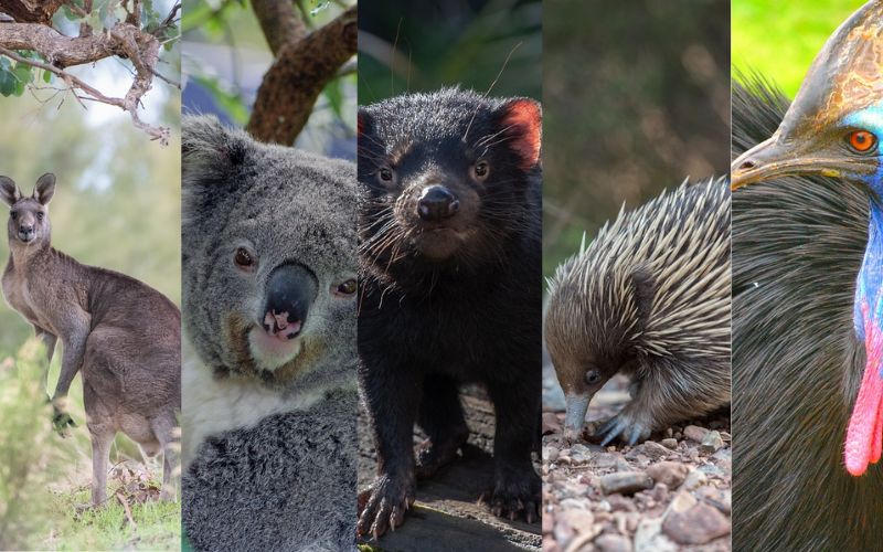 Lee más sobre el artículo Los 5 animales más característicos de Australia