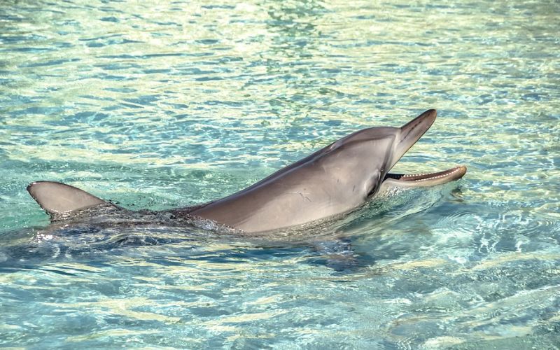 Lee más sobre el artículo Nadar con Delfines en Playa del Carmen – Una experiencia distinta que no perderse