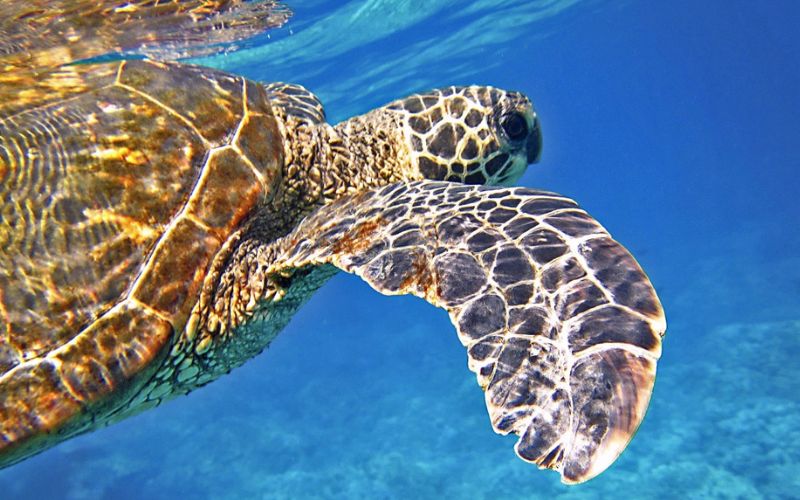 Lee más sobre el artículo Escapada perfecta: Cabañas en Cabo Pulmo y exploraciones submarinas