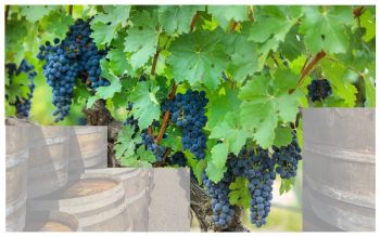 Lee más sobre el artículo Escapada enoturística en Bodegas Ramón Bilbao en la Rioja – El vino y Distribuciones Carreiras