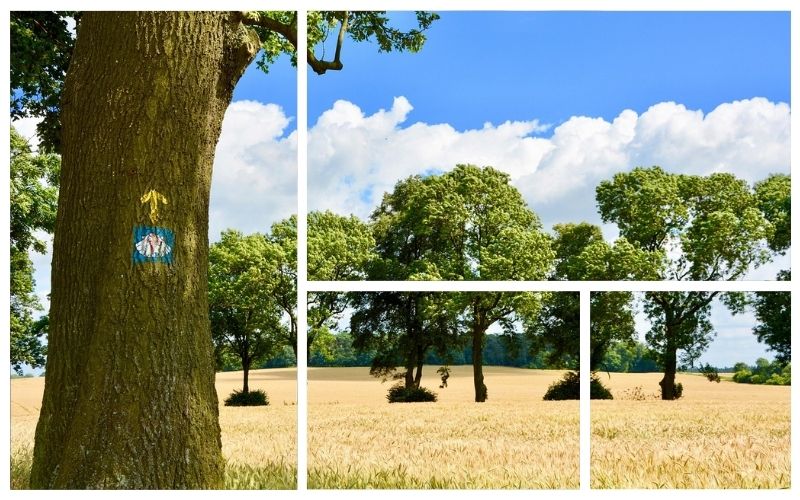 Lee más sobre el artículo ¿Merece la pena contratar una agencia para hacer el Camino de Santiago?