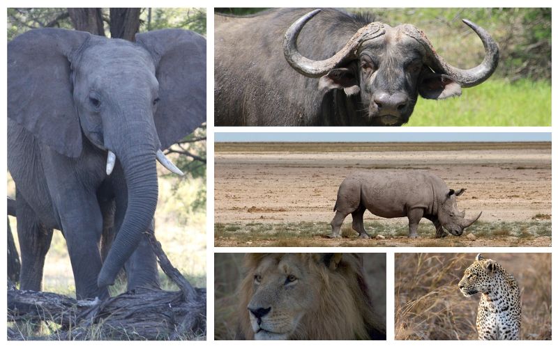 Lee más sobre el artículo Los países más populares de África para hacer un safari: parques y reservas que merece la pena conocer